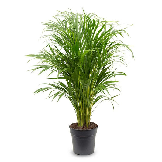 Areca Goudpalm middel