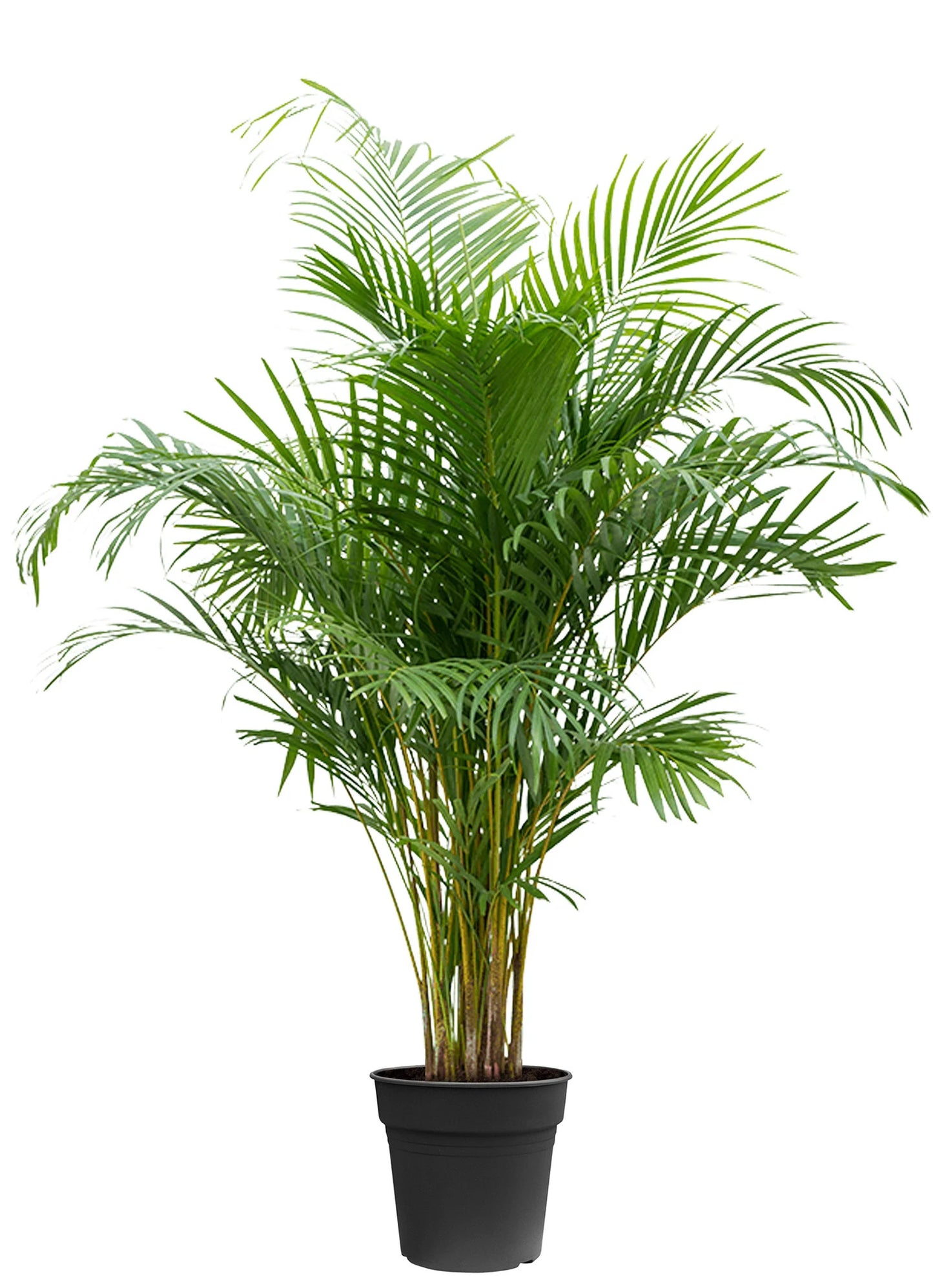 Areca Goudpalm