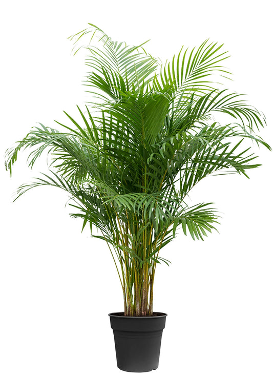 Areca Goudpalm