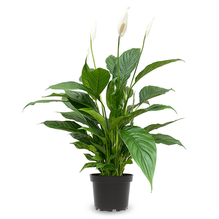 Spathiphyllum Klein