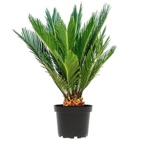 Cycas Palm