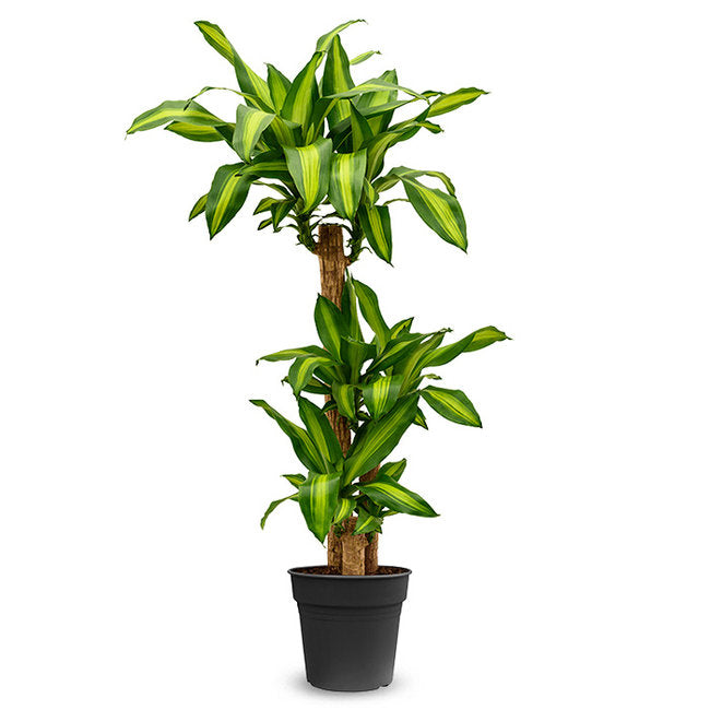 Dracaena Fragans