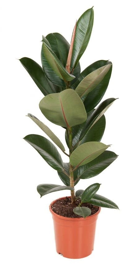 Ficus Robusta