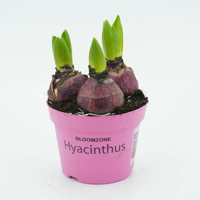 Hyacint 12cm Pot