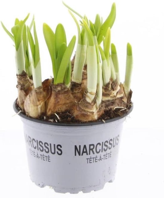 Narcis 'Tête-à-Tête' 12cm Pot -