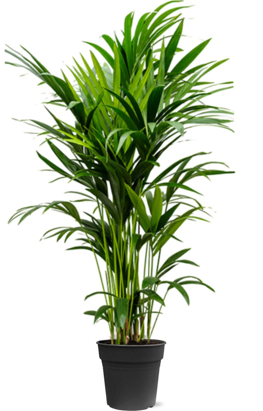 Kentia Palm Groot