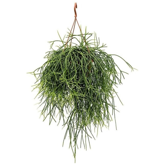 Rhipsalis