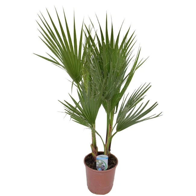 Washingtonia Palm